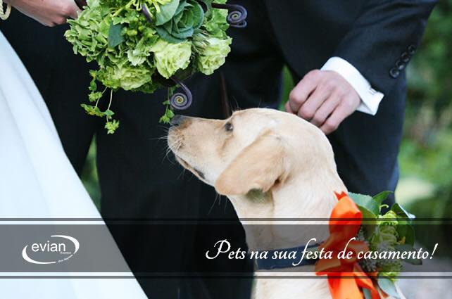 Blog Casamentos Buffet Evian Eventos | Animais de Estimação na sua Festa de Casamento Blog Casamentos Buffet Evian Eventos | Animais de Estimação na sua Festa de Casamento